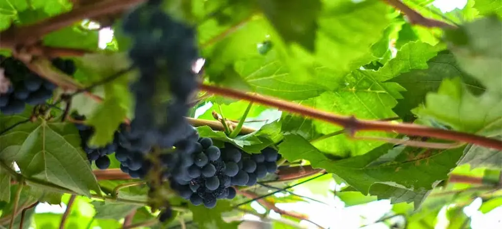 Menu_New Bettola_Colnbrook_image_6