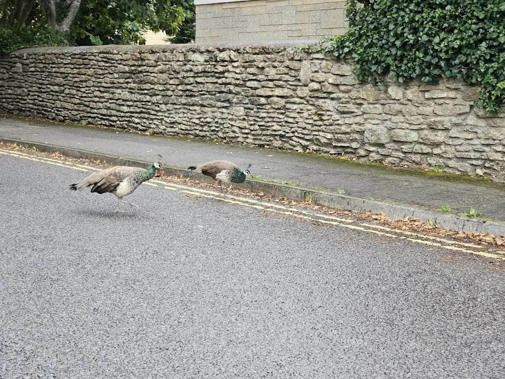 Parousia Peace for All Nations_The Methuen Arms, Corsham_Corsham_review