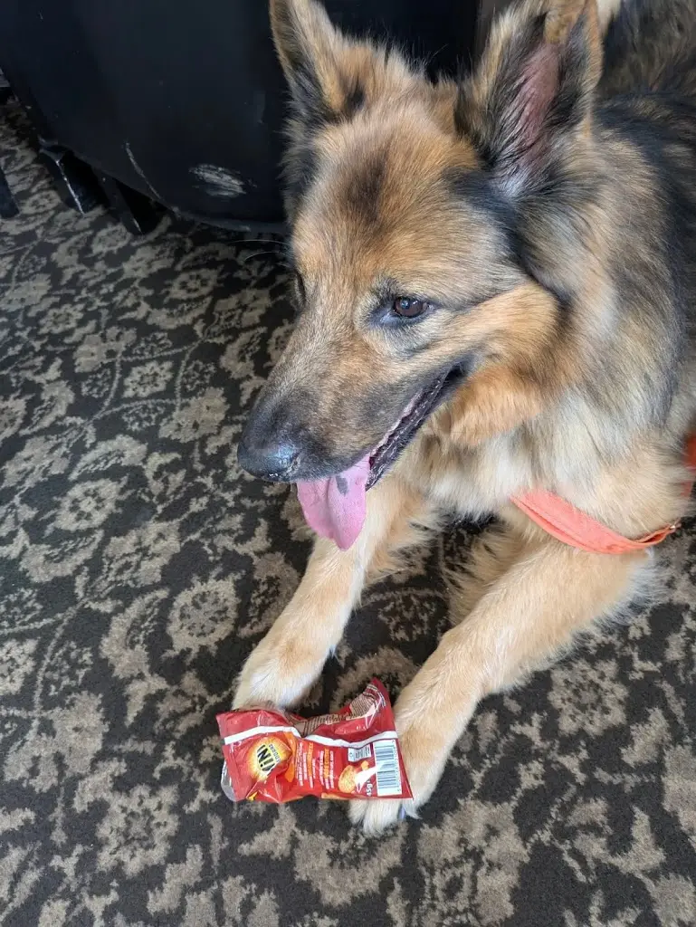 Shane, Sheba and Sky_George And Angel_Crowland_review