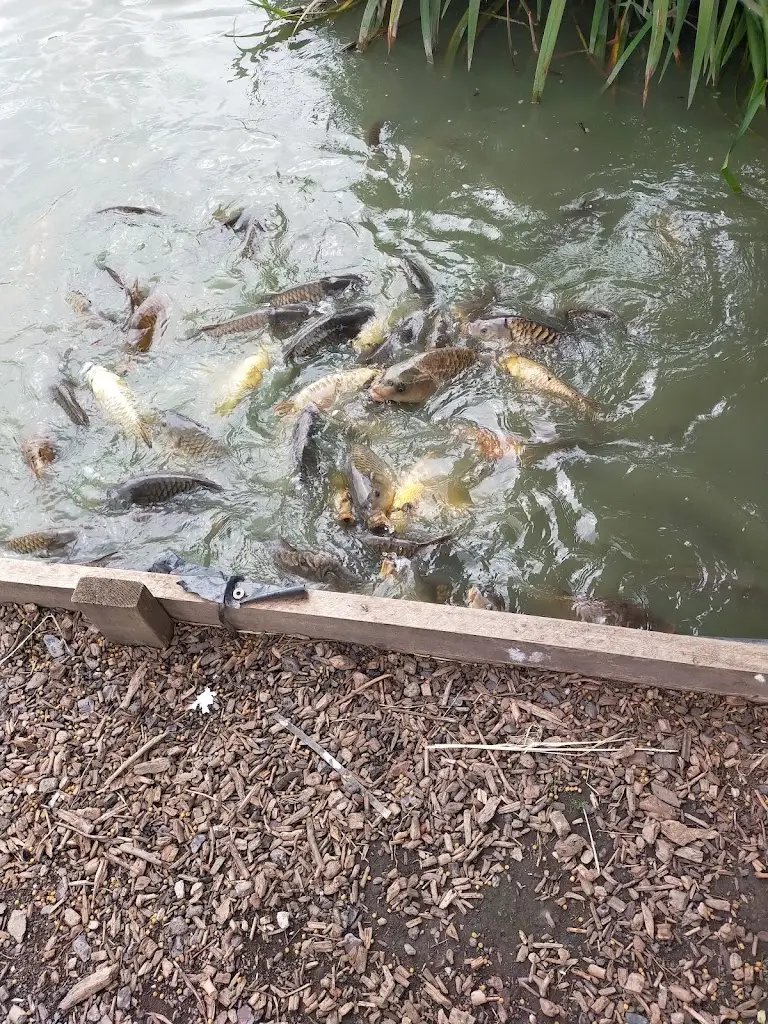 Tina Mccann_Partridge Lakes Cafe_Culcheth_review