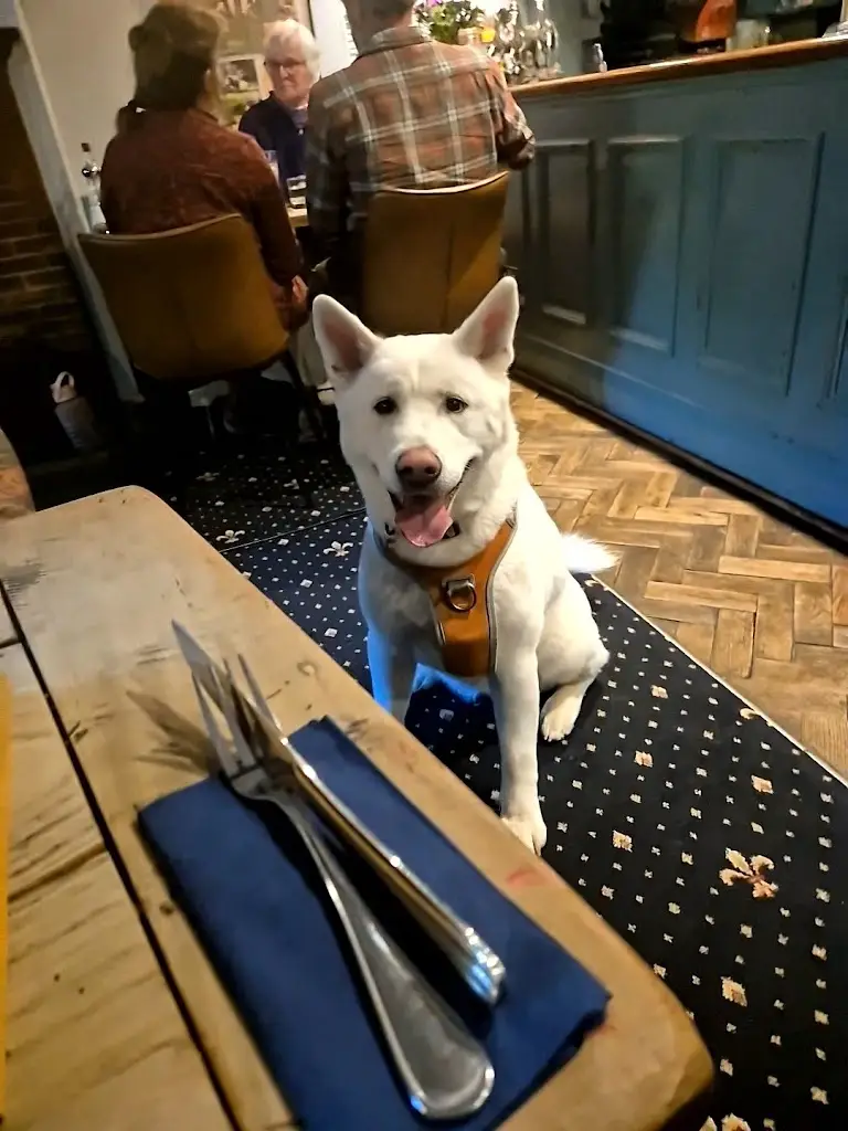 Citrus Dwarf_The Raven Inn_Devizes_review