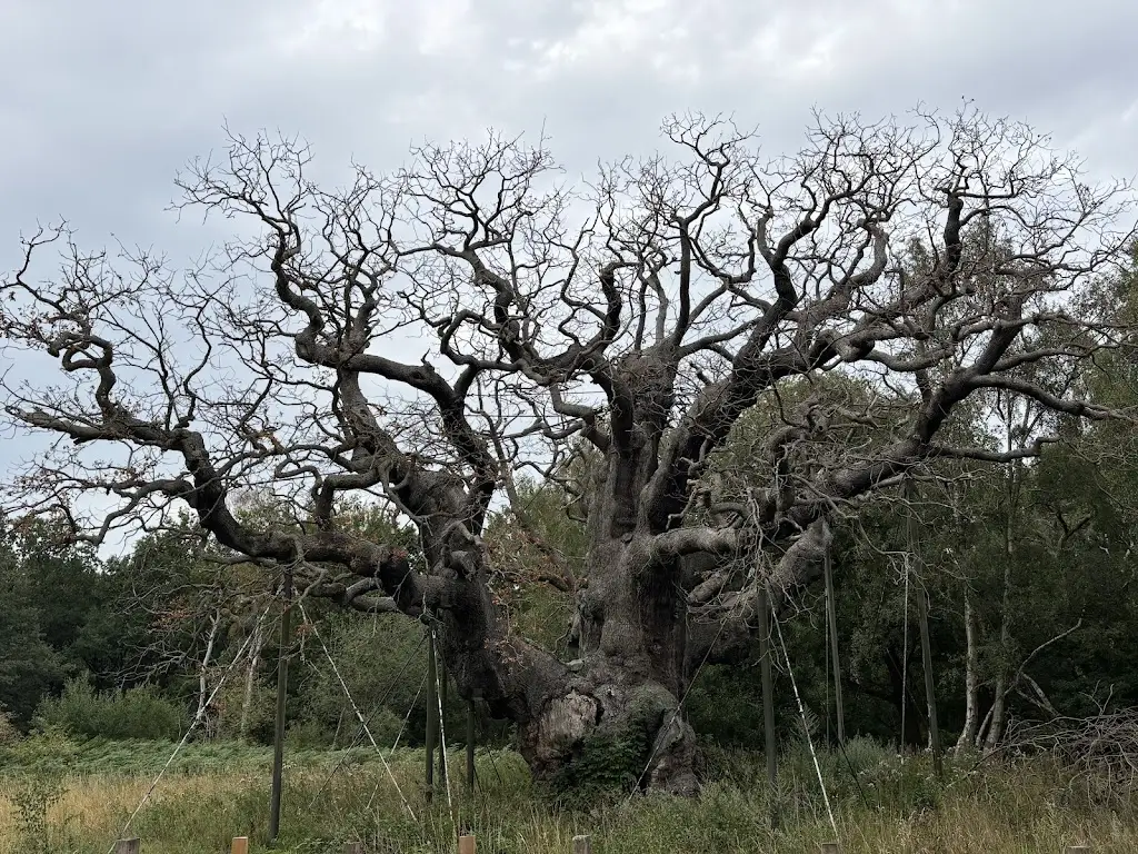 Major Oak_Arnold_slider_image_2