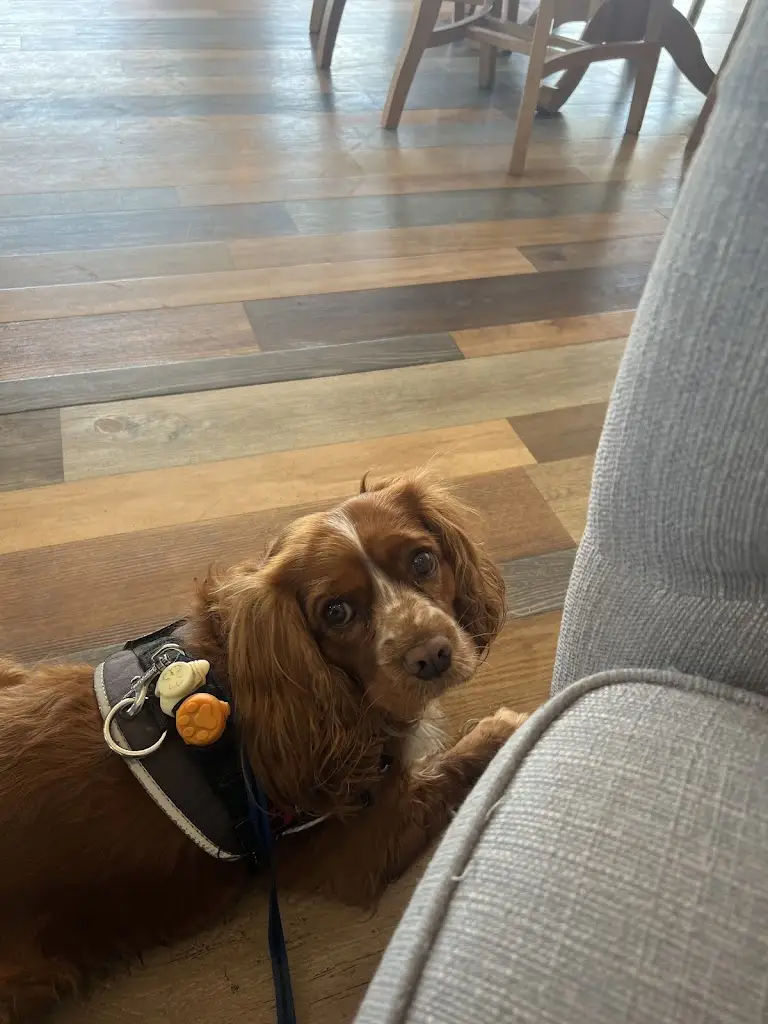 Elizabeth Dughan_The Pavilion Bar And Restaurant_Donisthorpe_review