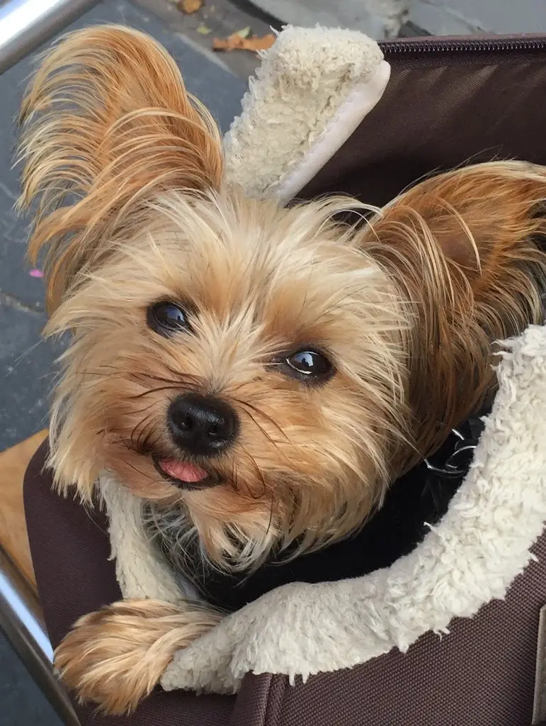 chris meldrum_Hogg House Cafe_Ditchling_recensione