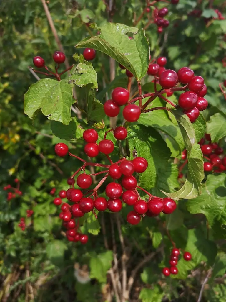 Ian Callagan_Notcutts Garden Pride_Ditchling_review