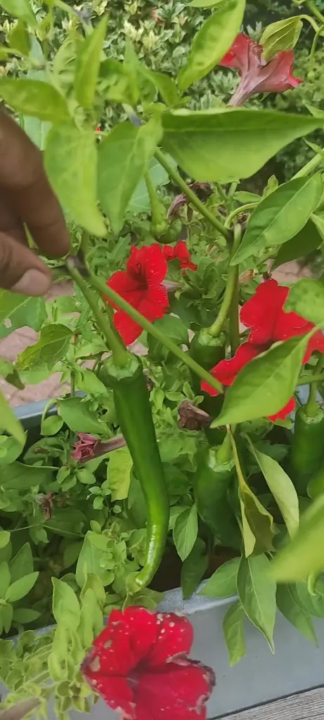 Dhiren Mistry_John Barleycorn_Duxford_recensione