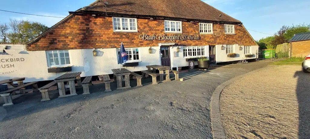 Stephen Norton_Bush, Blackbird & Thrush_East Peckham_review