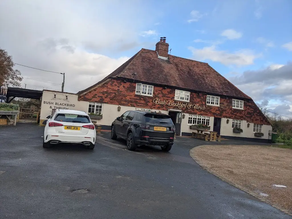 Jessie Thompson_Bush, Blackbird & Thrush_East Peckham_review