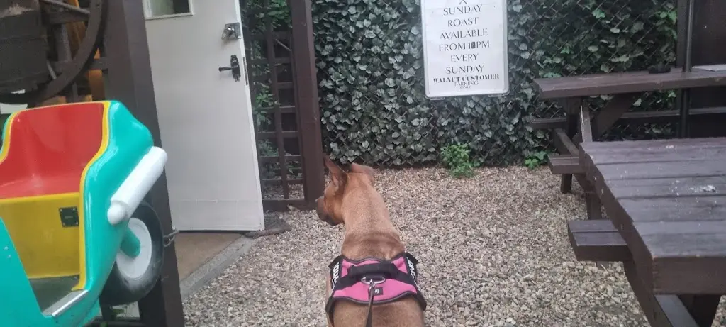 Bradley McCarthy_The Walnut Tree_Eastchurch_review