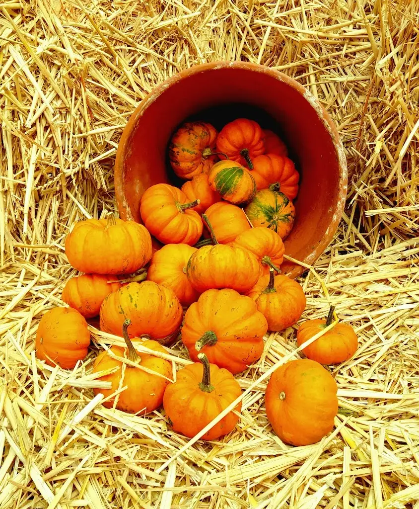 Menu_Worzals Bar & Grill_Emneth_immagine_7