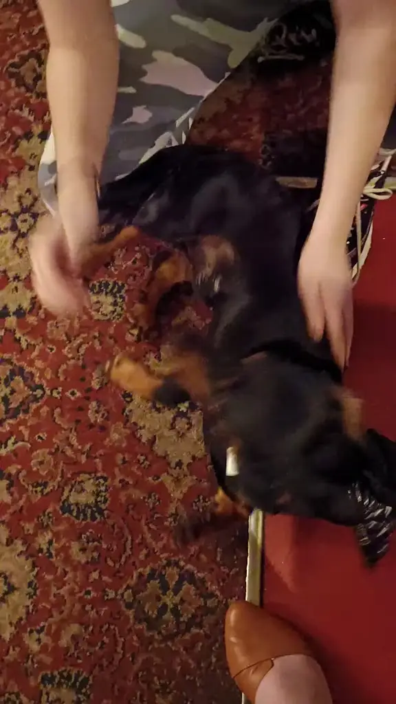 Wren's Nest_The White Swan_Exning_recensione