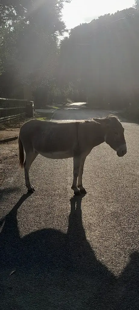 Sue Gidney_The Foresters Arms_Fordingbridge_review