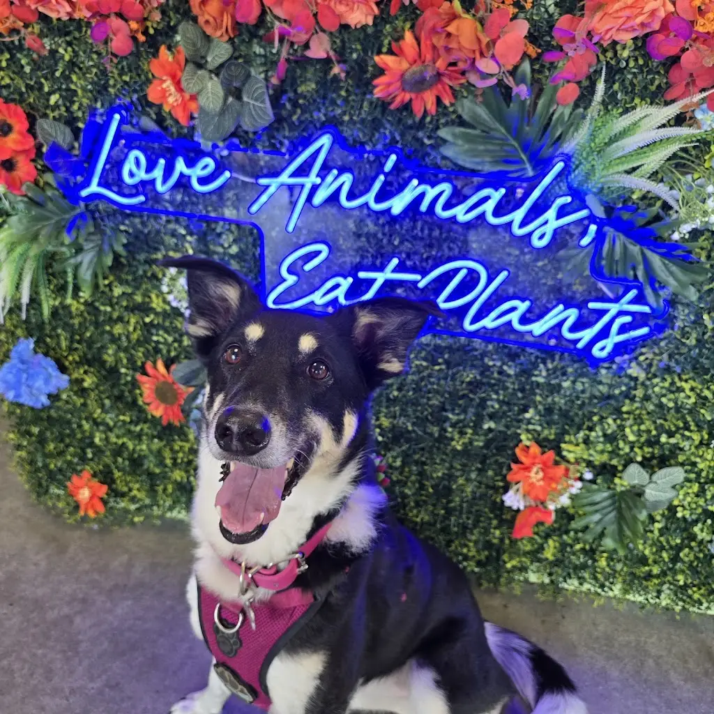 Giles CG_Vegan Vice_Felixstowe_review