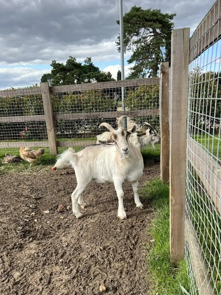 Willow Tree Farm Shop & Cafe_Glemsford_slider_image_3
