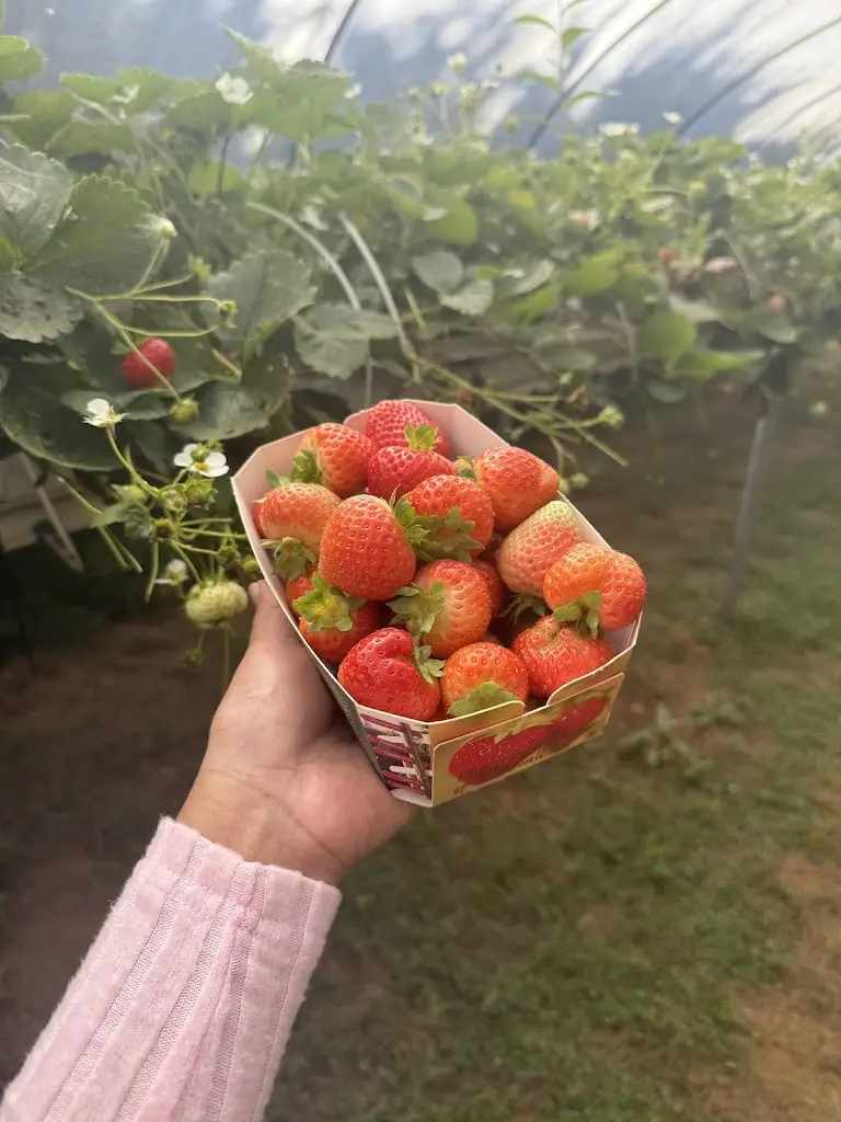 Apusara Kaewviset_Trevaskis Farm_Germoe_reseña