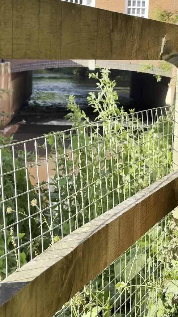 V D_The Stag on the River_Godalming_review