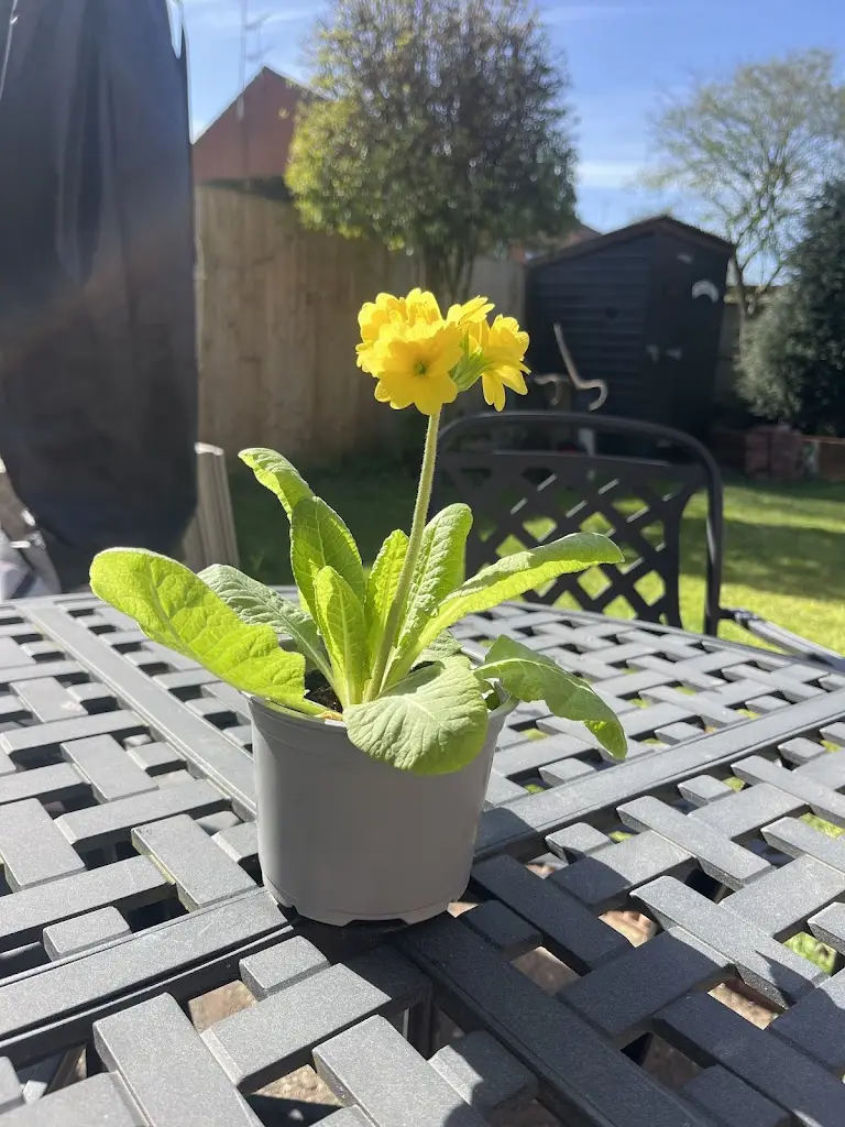 Vicki Shayler_The Royal Oak Alcester_Alcester_review