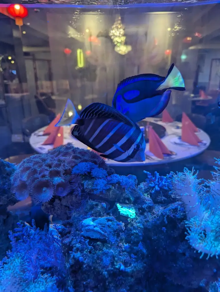 K “Yoyo” Yau_Gosforth Palace_Gosforth_review