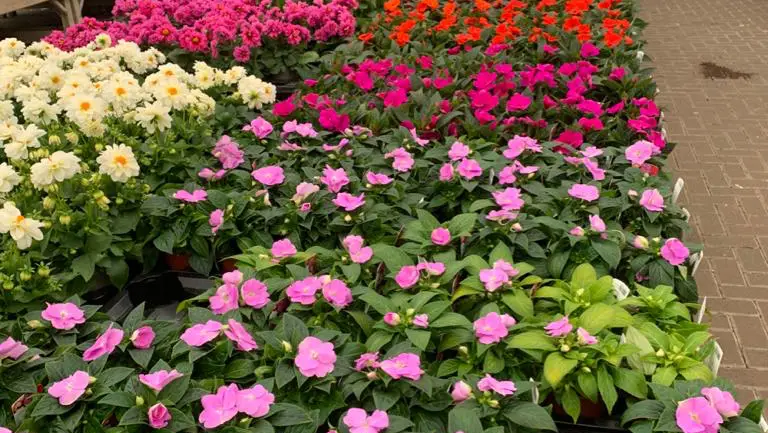 Van Hage Great Amwell_Great Amwell_slider_image_3