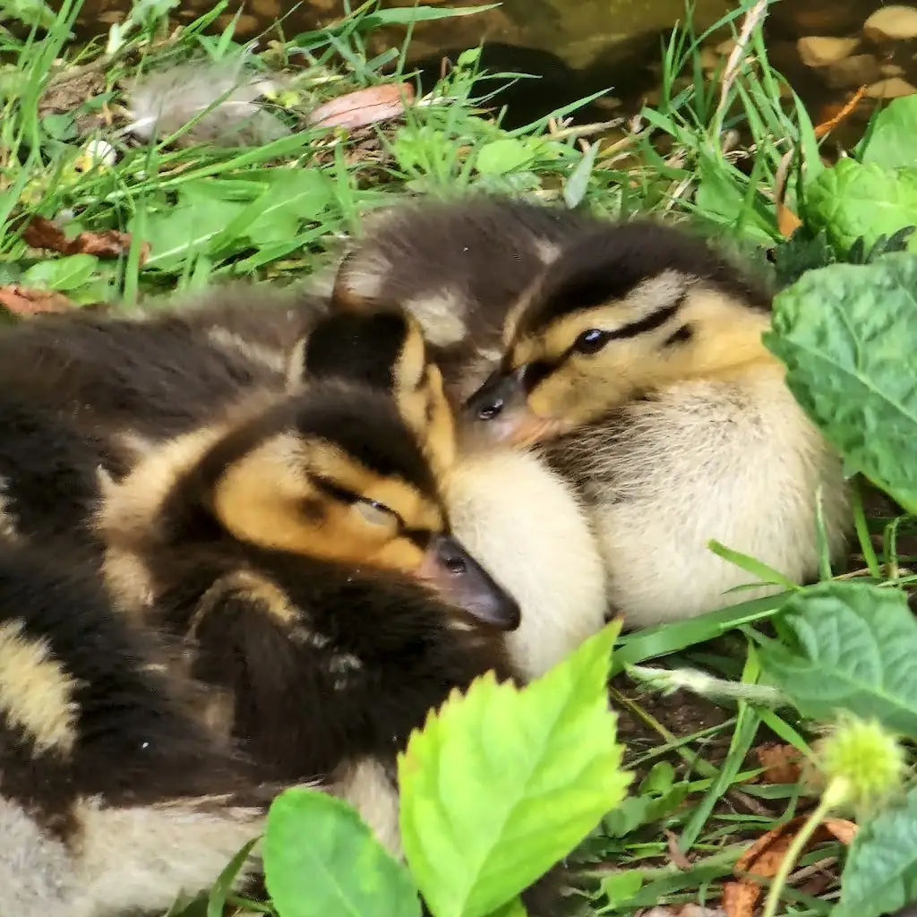 Jenny Tydeman_The Wheatsheaf_Greetham_review