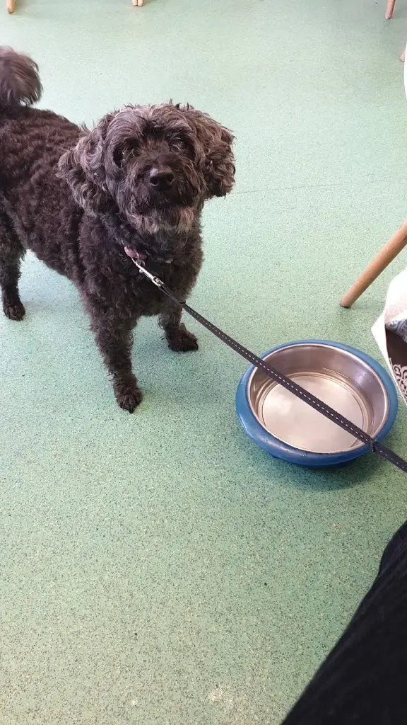 Gina Farmer_The Green Lantern Cafe_Great Torrington_review